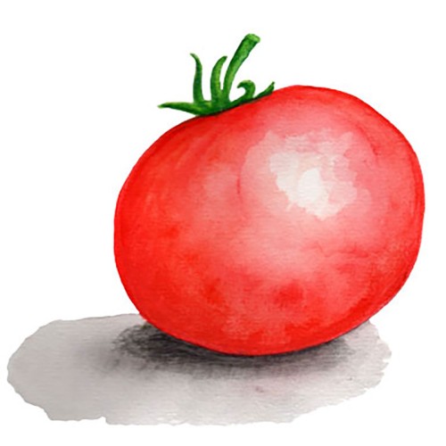 Dwarftomat 'Mongolian Dwarf' Svenskodlat frö - Fröer