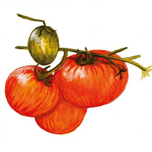 Busktomat 'Pixie Striped' Svenskodlat frö - Fröer