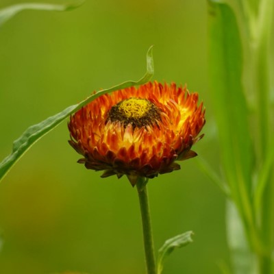 Ringblomma 'Green Heart' - Fröer