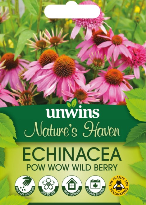 Solhatt 'Pow Wow Wild Berry' - Fröer