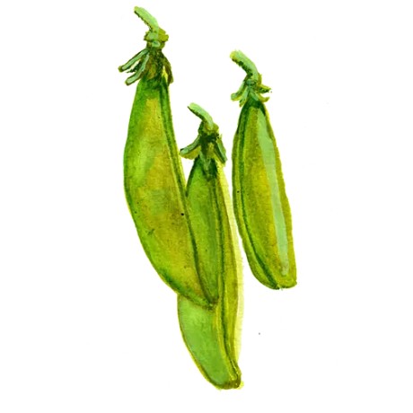 Brytärt 'Sugar Ann' Svenskodlat frö - Fröer