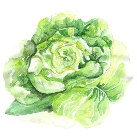 Huvudsallat 'Briweri' Svenskodlat frö - Fröer