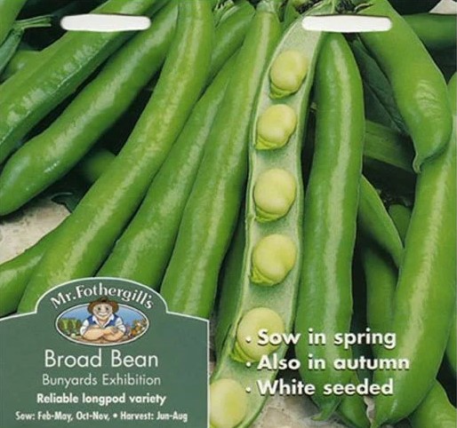 Bondböna 'Bunyards Exhibition' - Fröer