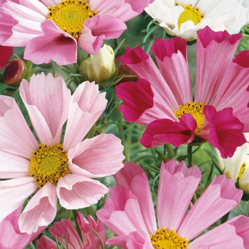 Rosenskära 'Sea Shells' Mix - Fröer