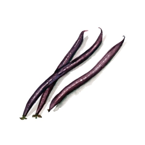 Brytböna 'Purple Queen' Svenskodlat frö - Fröer