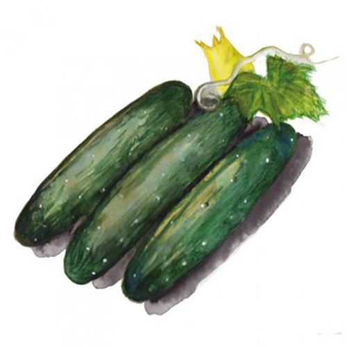 Gurka 'Marketmore' Svenskodlat frö - Fröer