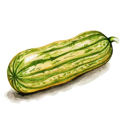 Vintersquash 'Honey Boat Delicata' Svenskodlat frö - Fröer