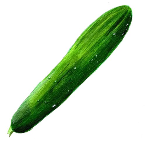 Gurka 'Gergana' Svenskodlat frö - Fröer