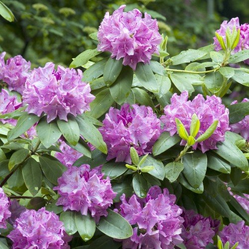 Rhododendron 'Roseum Elegans' co 30-40cm 3-pack - Fröer