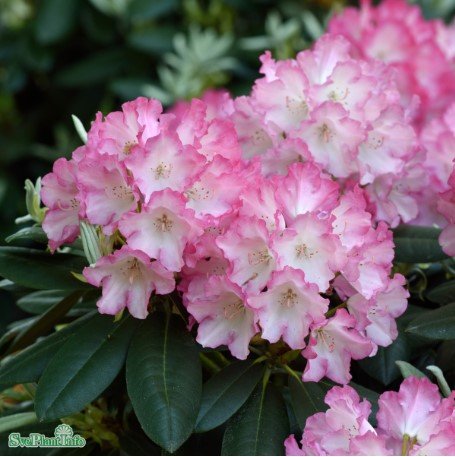 Rhododendron 'Fantastica' co 20-25cm 3-pack - Fröer