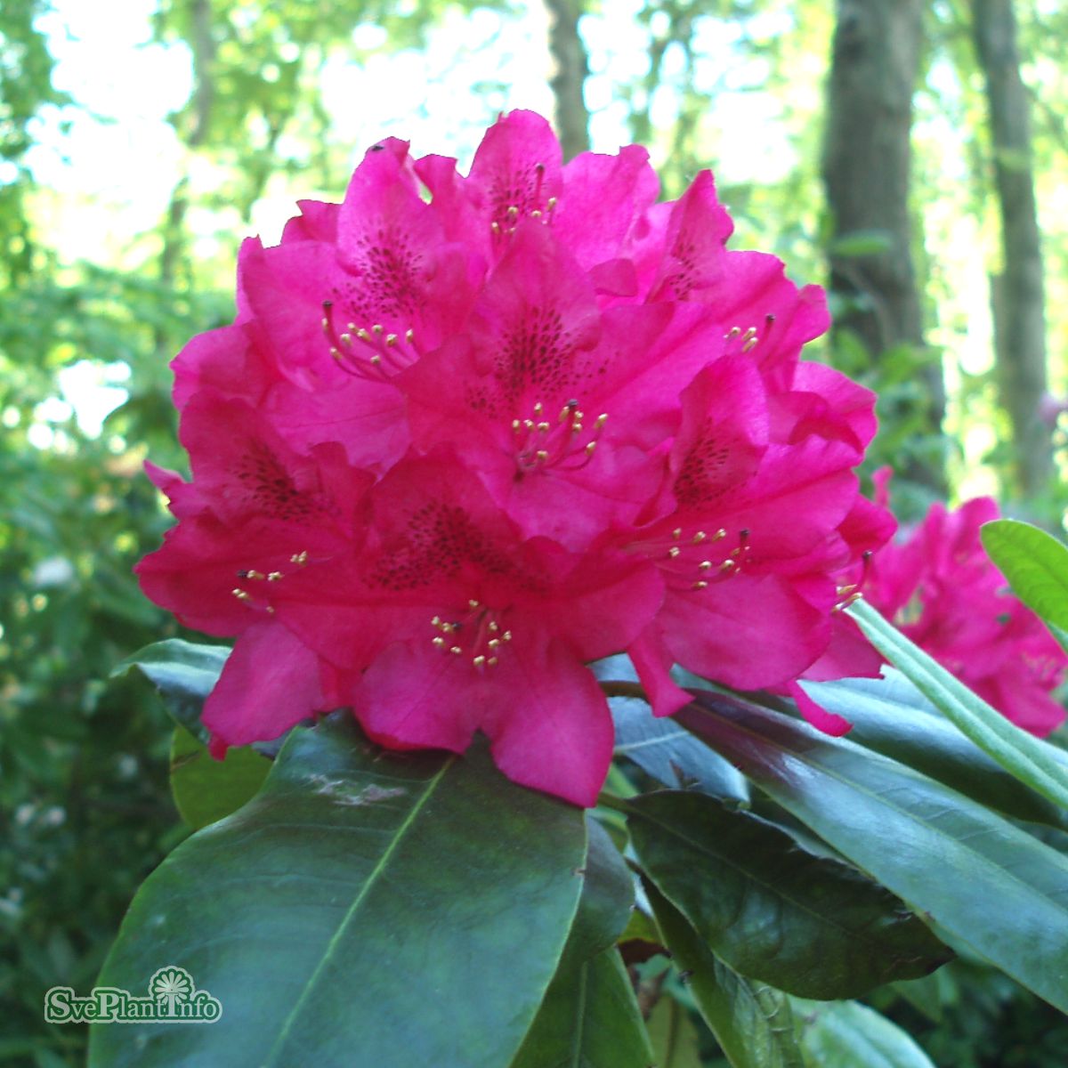 Rhododendron 'Nova Zembla' co 30-40cm 3-pack - Fröer
