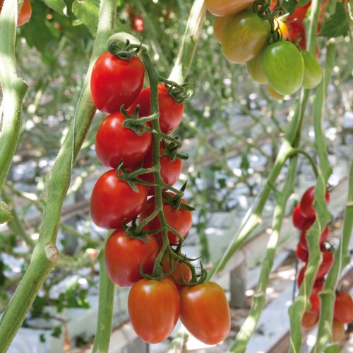 Plommontomat 'Ardiles' F1 Frö - Fröer
