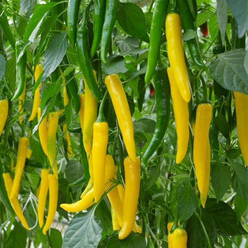 Chilipeppar 'Surtsey' Frö - Fröer