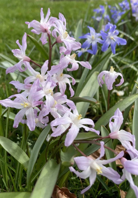 Vårstjärna 'Pink Giant' 25st - Fröer