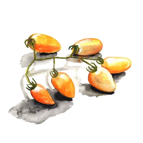 Dwarftomat 'Banana Toes' Svenskodlat frö - Fröer