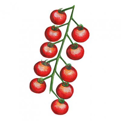 Körsbärstomat 'Röd Blomme' Svenskodlat frö - Fröer