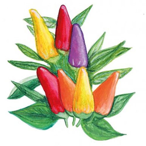 Chili 'Hot Razzmatazz' Svenskodlat frö - Fröer