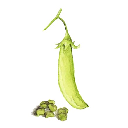 Märgärt 'Klenshyttan' GK Svenskodlat frö - Fröer