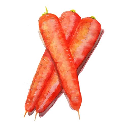 Morot 'Long Orange' Svenskodlat frö - Fröer