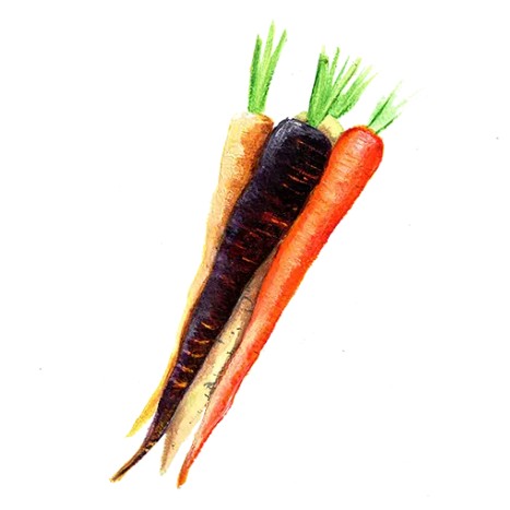 Morötter Mix Svenskodlat frö - Fröer