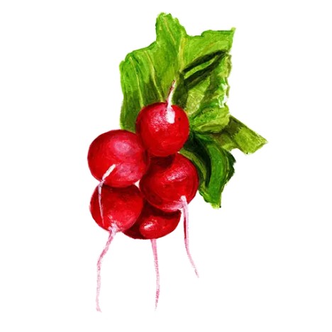 Rädisa 'Marike' Svenskodlat frö - Fröer