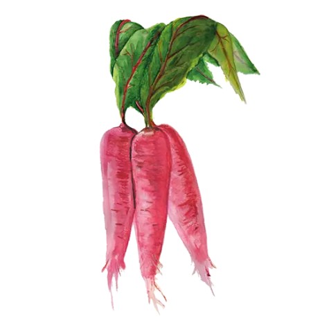 Bladrädisa 'Shunkyo' Svenskodlat frö - Fröer