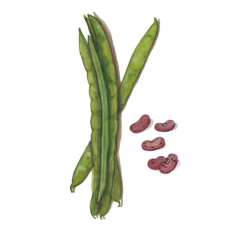 Blomsterböna 'Enorma' Svenskodlat frö - Fröer