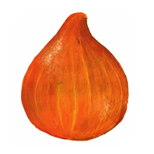 Vintersquash 'Akaguri Orange' Svenskodlat frö - Fröer