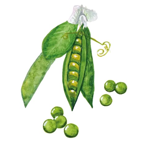 Märgärt 'Ambassador' Svenskodlat frö - Fröer