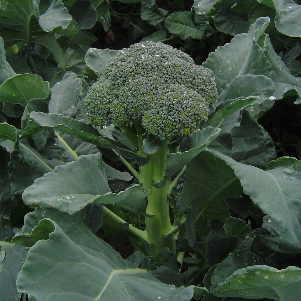 Broccoli 'Skytree' Frö - Fröer