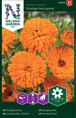 Ringblomma 'Orange Porcupine' frö - Fröer