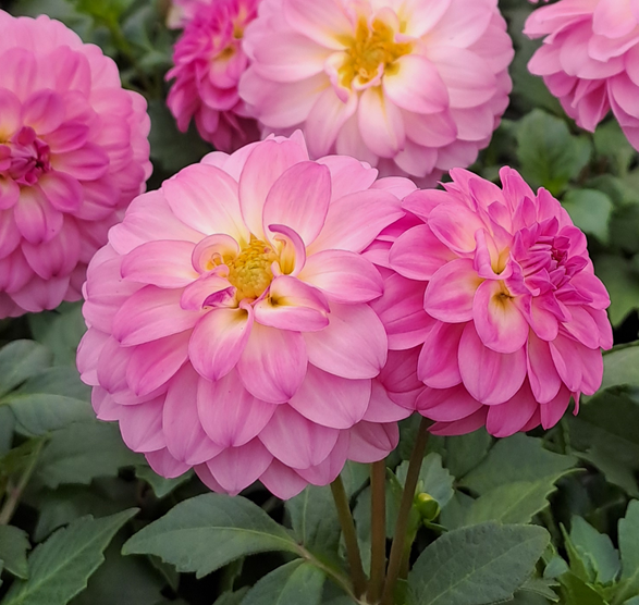 Sommardahlia 'Rose' 12cm kruka - Fröer