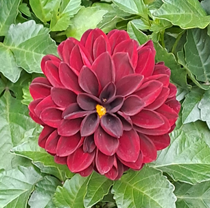 Sommardahlia 'Chocolate' 12cm kruka - Fröer