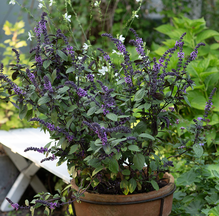 Årets Sommarblomma 2025 - Blomsterbasilika 'Magic Blue' 12cm kruka - Fröer