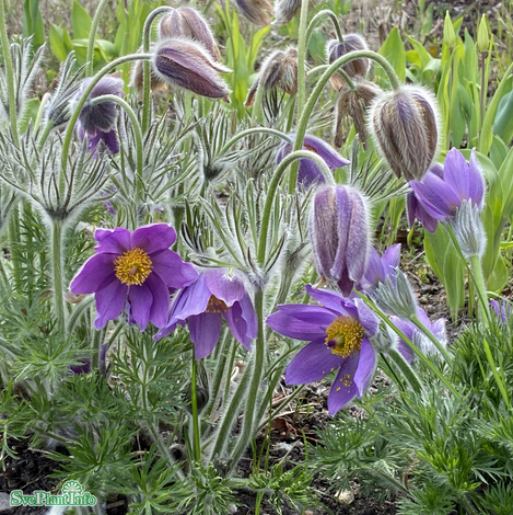 Backsippa 11cm kruka - Fröer