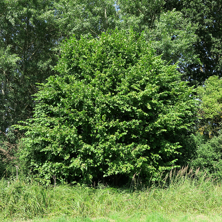 Hassel co 10-pack - Fröer