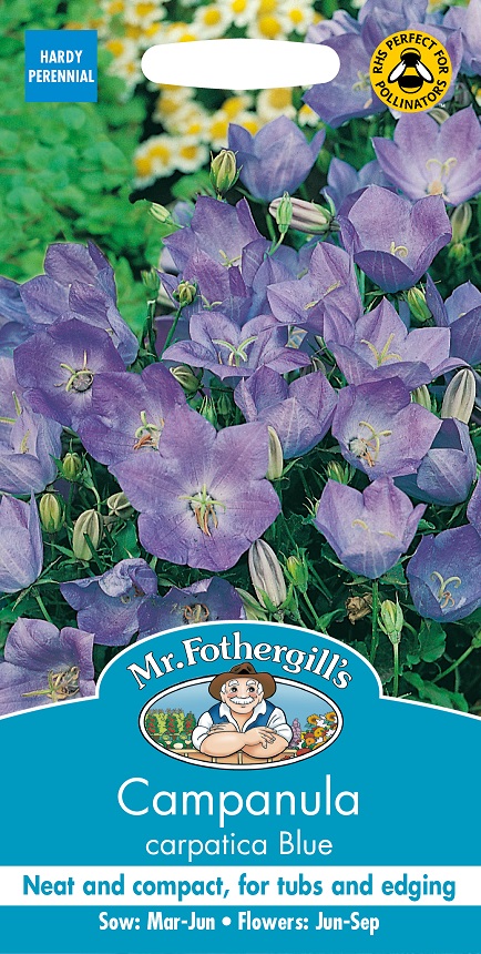 Karpaterklocka 'Blue', frö - Fröer