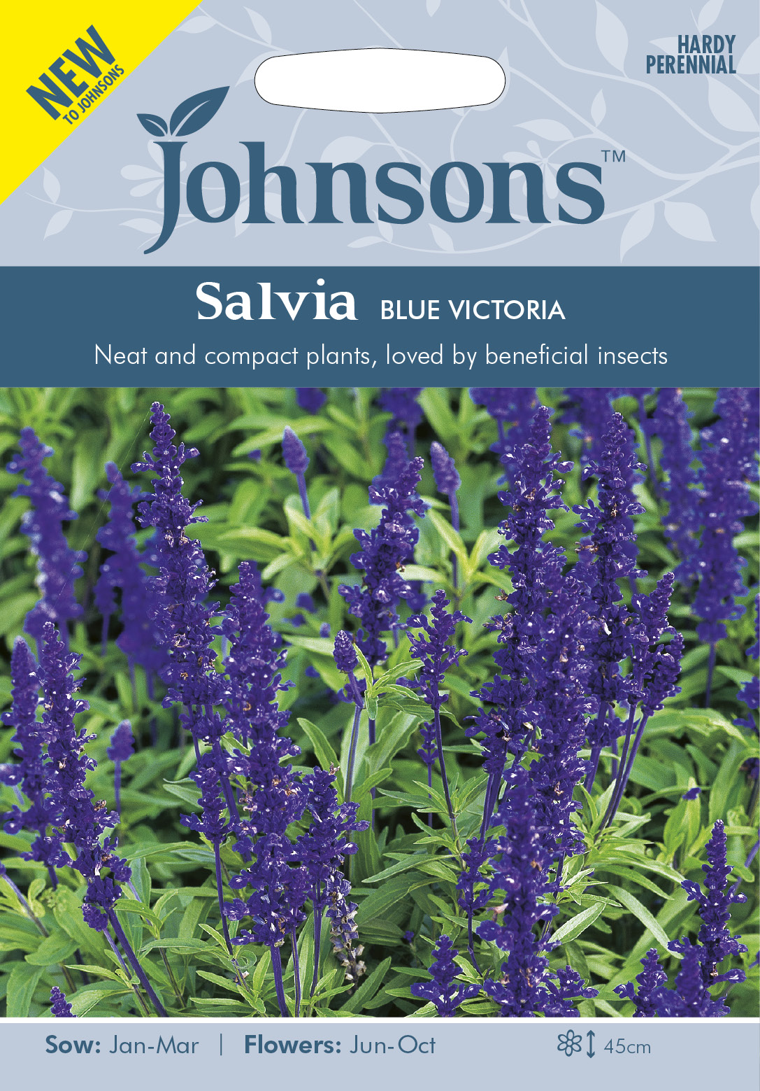 Daggsalvia 'Victoria' - Fröer
