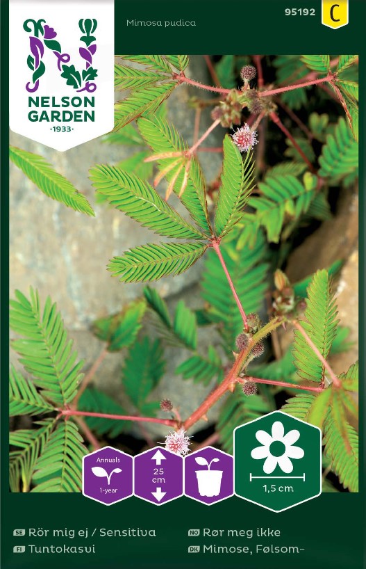 Rör mig ej 'Sensitiva' frö - Fröer