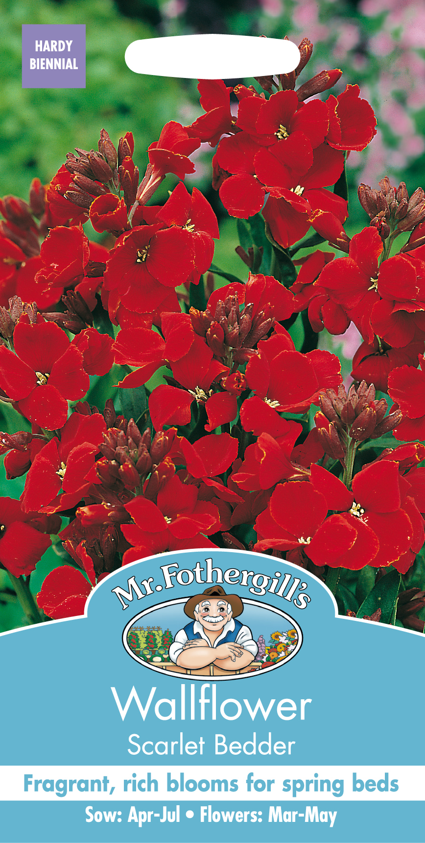 Gyllenlack 'Scarlet Bedder', frö - Fröer