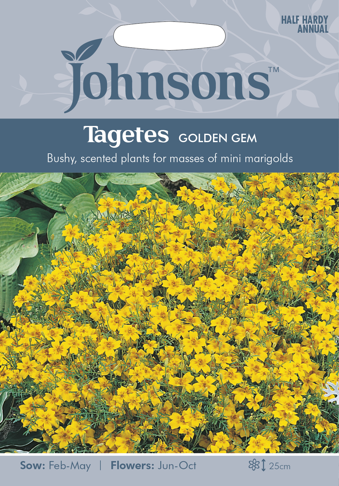 Tagetes 'Golden Gem', frö - Fröer