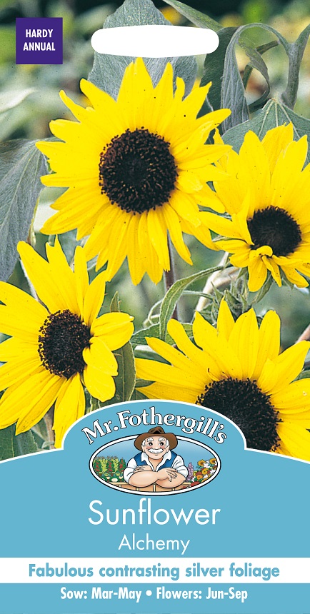 Solros 'Alchemy', frö - Fröer