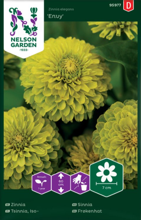 Zinnia 'Envy' frö - Fröer