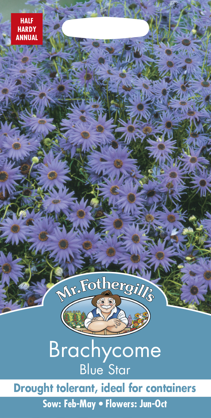 Dockkrage 'Blue Star', frö - Fröer