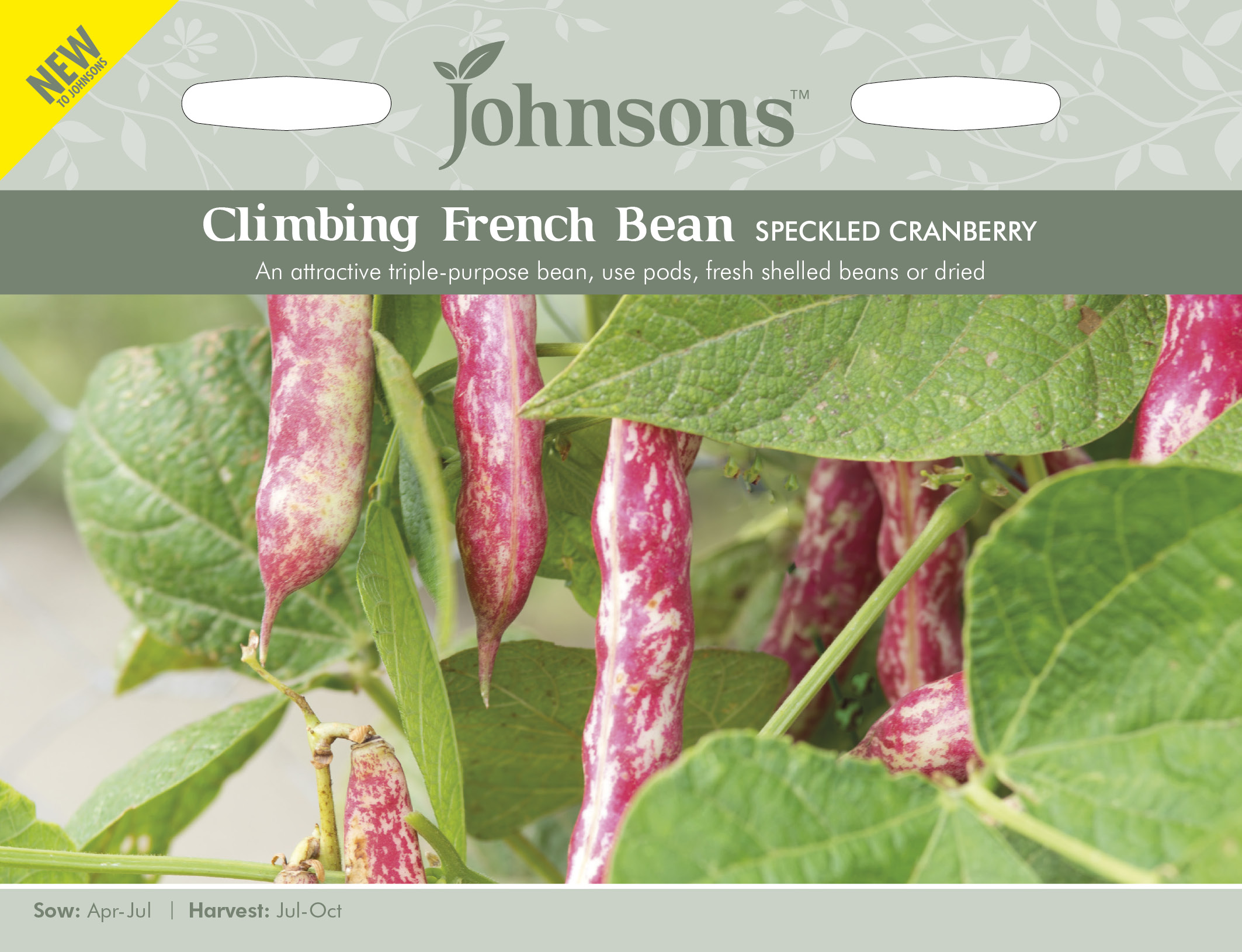 Kokböna 'Spreckled Cranberry' - Fröer